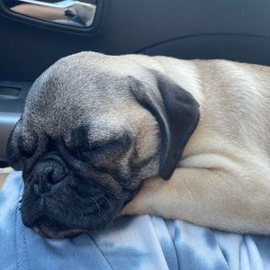 Meet your Posher, Armando